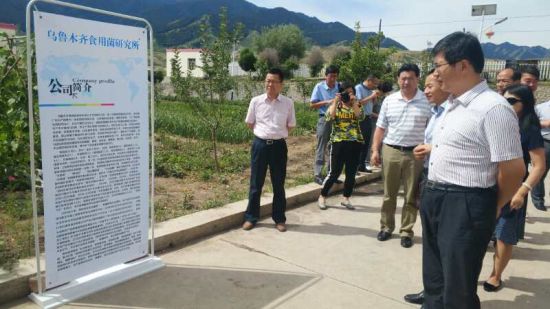 国家食用菌工程技术研究中心新疆野生食用菌驯